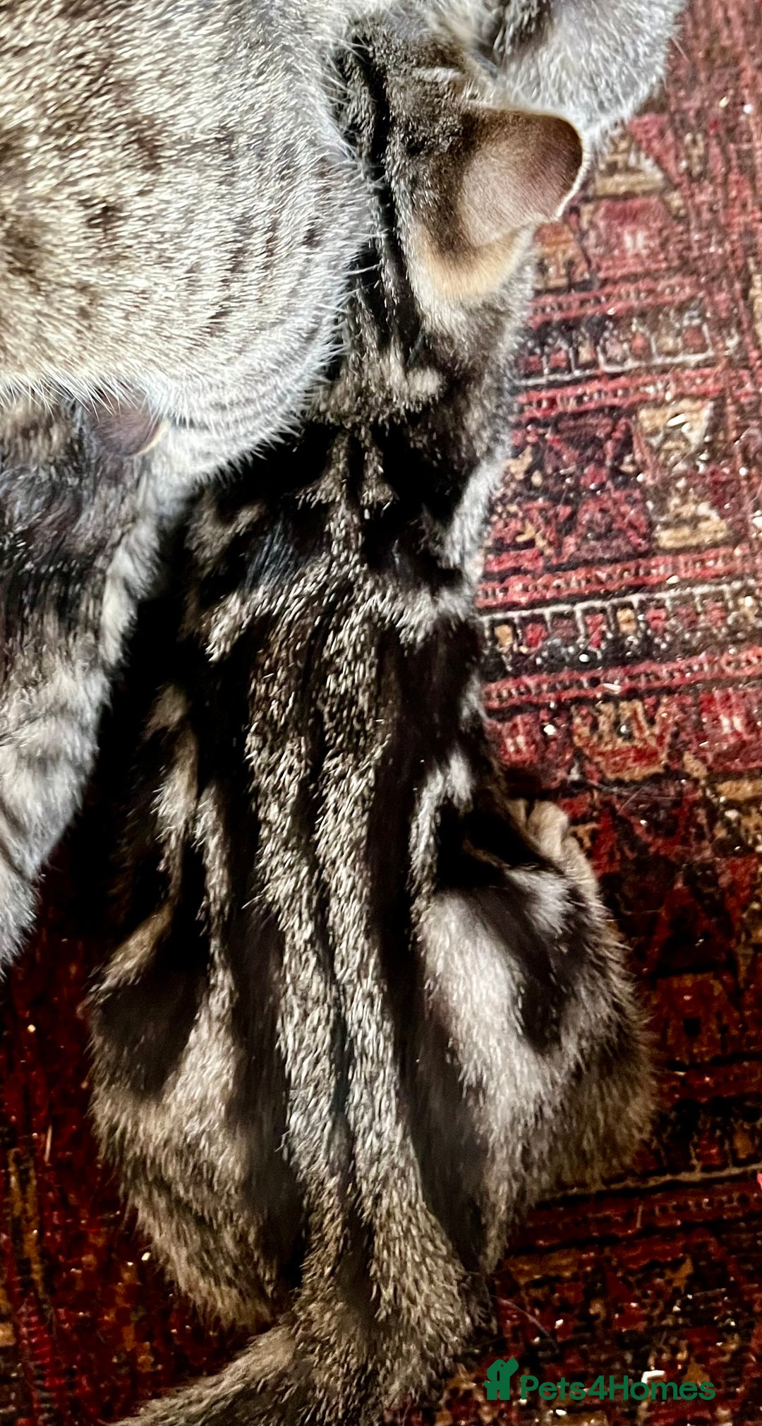 Bengal cats for sale:  Glittery Bengal X KittensWith Famous References!  - Advert 20