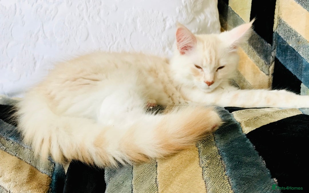 Maine Coon cats for sale: GCCF 5th Generation Pedigree Purebred Maine Coons - Image 11