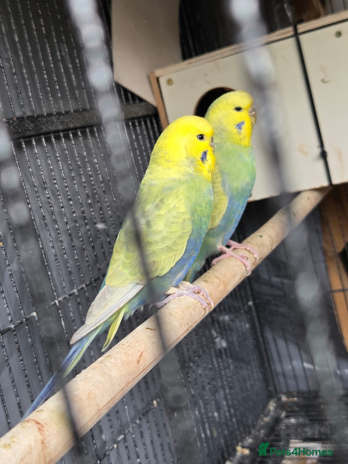 Budgerigars birds Breeding budgies  - Advert 4