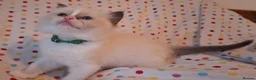 Ragdoll cats for sale: 🐾🤍OUR BEAUTIFUL NEW RAGDOLL–5 GIRLS & 1 BOY 🤍🐾 - Advert 33
