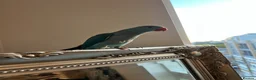 Ringnecks birds for sale: Hand reared indian ringneck babies - Advert 4