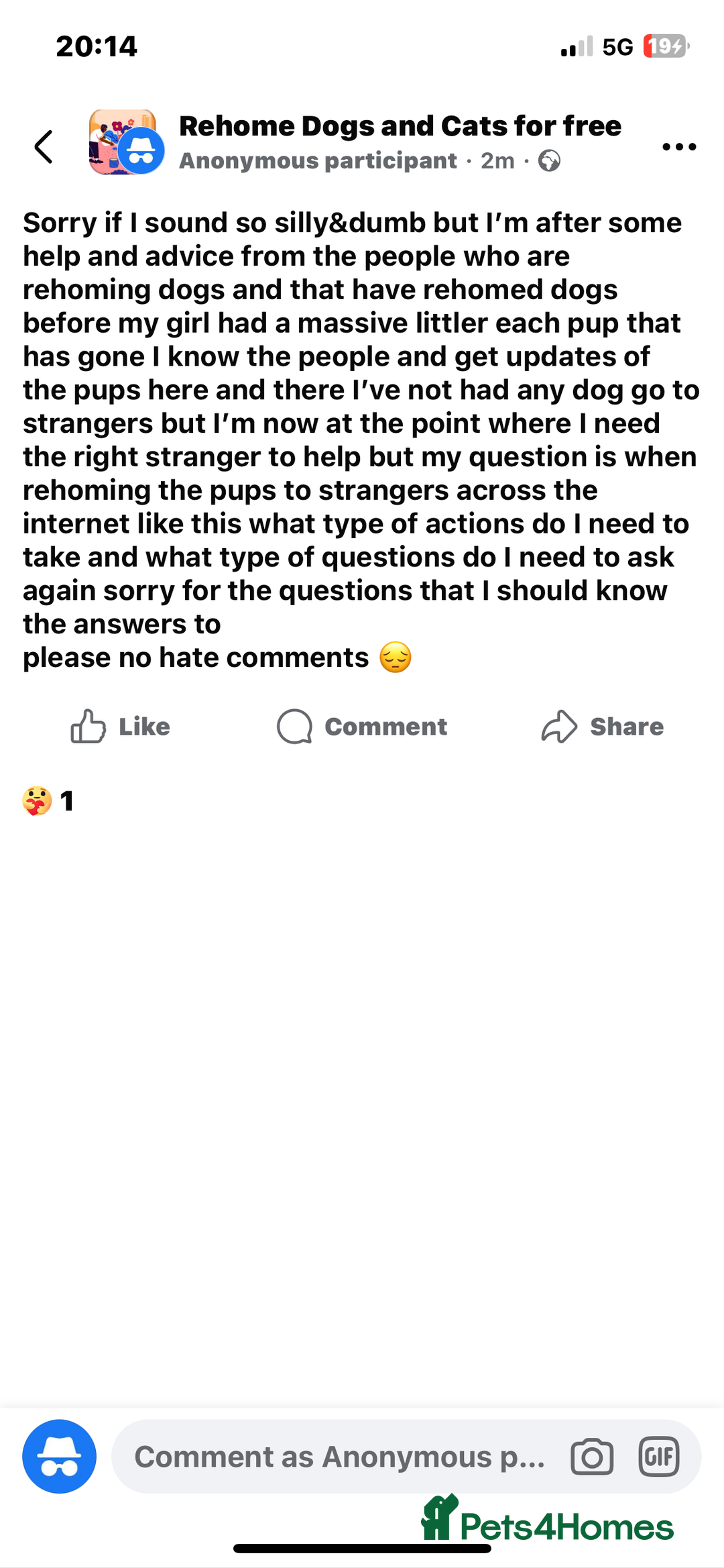 Mixed Breed dogs for sale: 4 pups - Advert 11