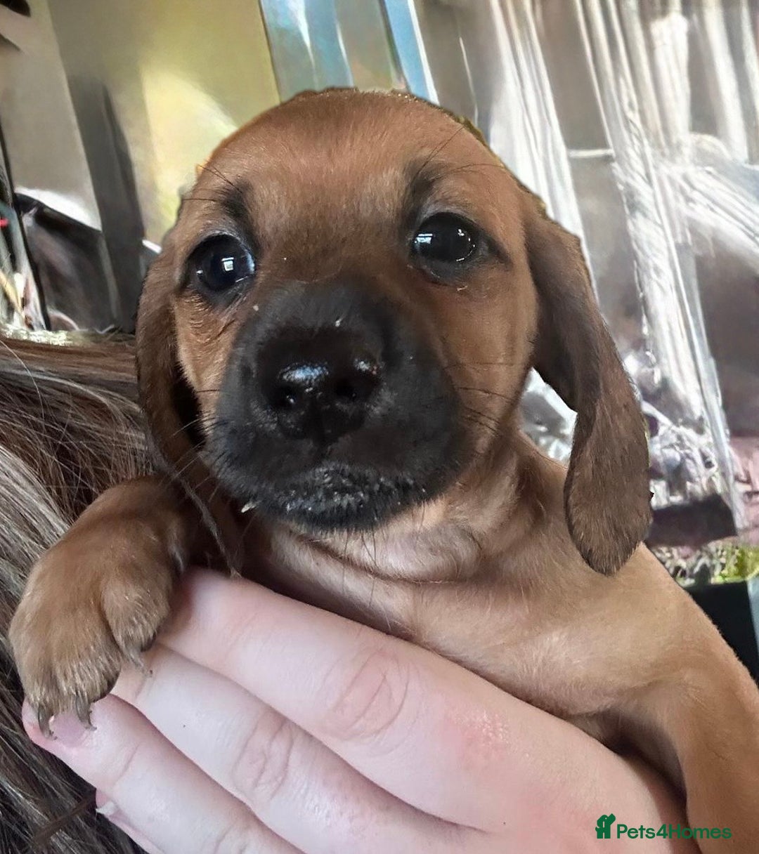 Miniature Dachshund dogs for sale: Miniature Dachshund pups - Advert 7