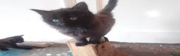 Mixed Breed cats for sale: 5 black kittens - Advert 5