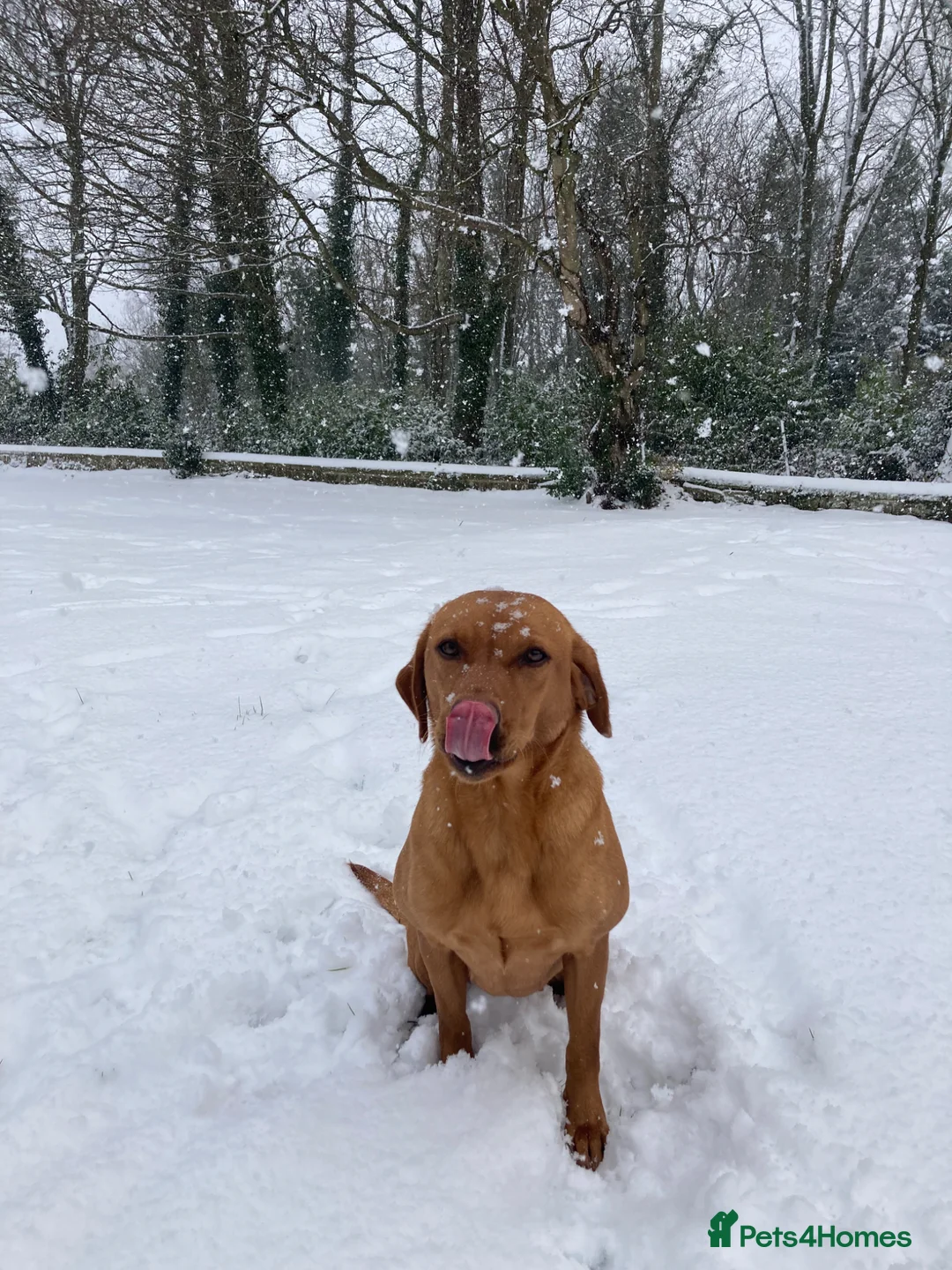 Labrador Retriever dogs for sale: KC reg working Fox Red Labradors puppies in Alnwick - Advert 2