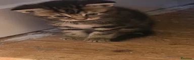 Egyptian Mau 3