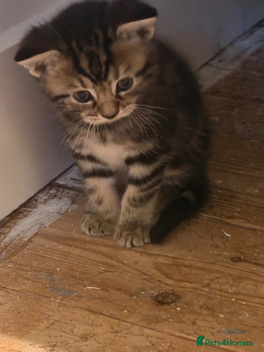 Egyptian Mau cats for sale: 3 Beautiful Male kittens in Sittingbourne - Advert 4