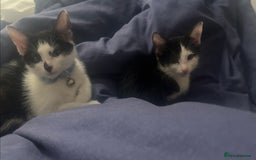 Russian Blue cats for sale: Russian blue kittens  - Image 2
