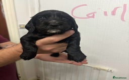 Cocker Spaniel dogs for sale: Cocker spaniel puppies  - Image 1