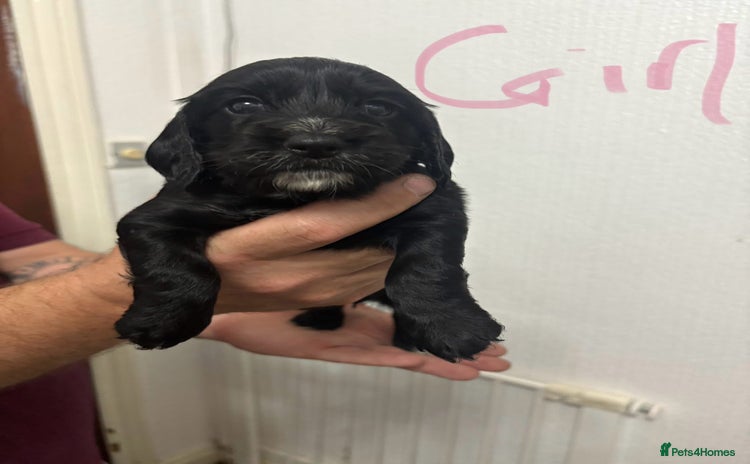 Cocker Spaniel dogs - Advert 14