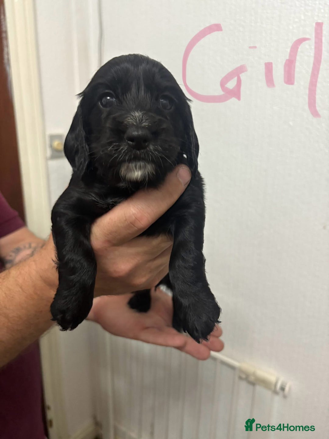 Cocker Spaniel dogs for sale: Cocker spaniel puppies  - Image 1