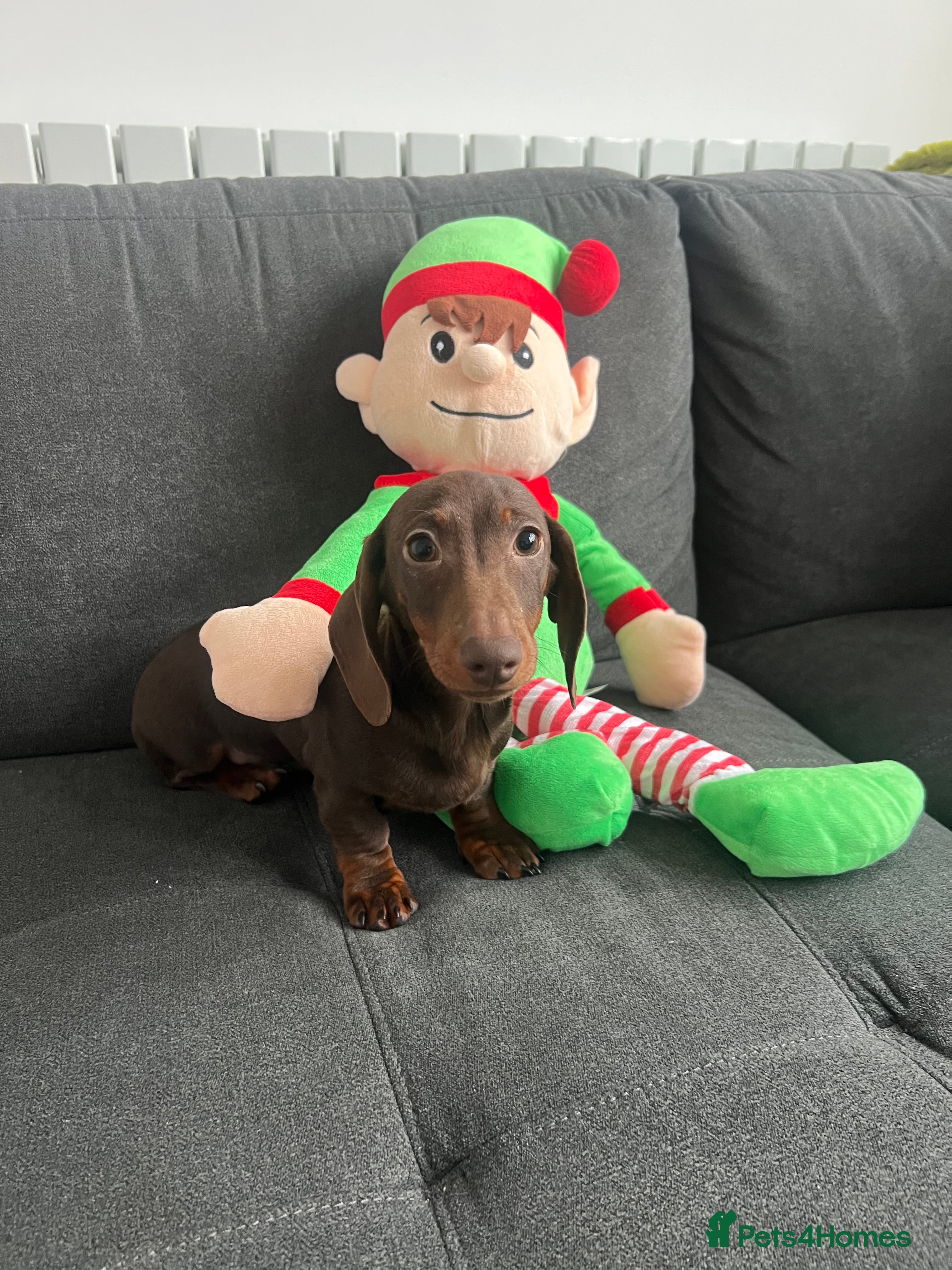 Miniature Dachshund dogs Ready Now! Last male, miniature smooth dachshund - Advert 20