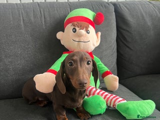 Miniature Dachshund dogs Ready Now! Last male, miniature smooth dachshund - Advert 20