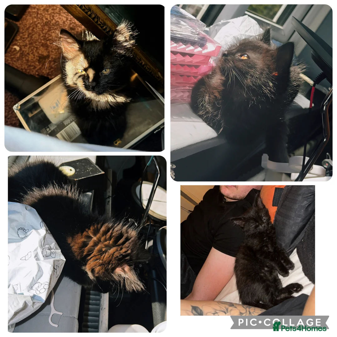 Mixed Breed cats for sale: BEAUTIFUL 9 WEEK OLD FEMALE KITTEN FO SALE:) - Advert 1