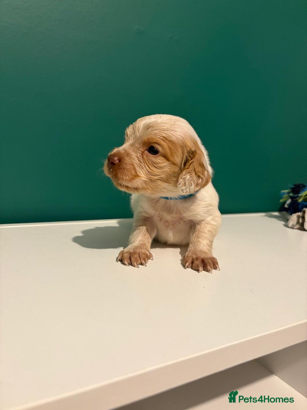 Cocker Spaniel dogs for sale: Cocker spaniel puppies  - Advert 2