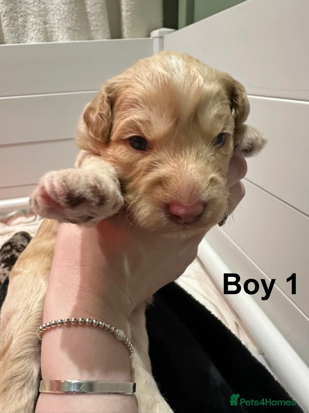 Cavapoo dogs for sale: 💥ONE BOY LEFT💥 F1B Cavapoo Puppies - Advert 19