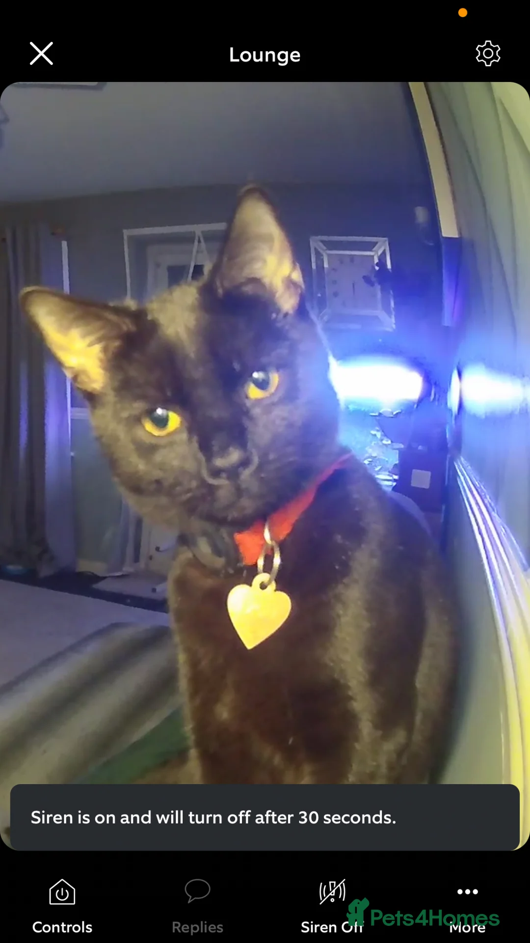 Mixed Breed cats for sale: Black kittens  - Advert 1
