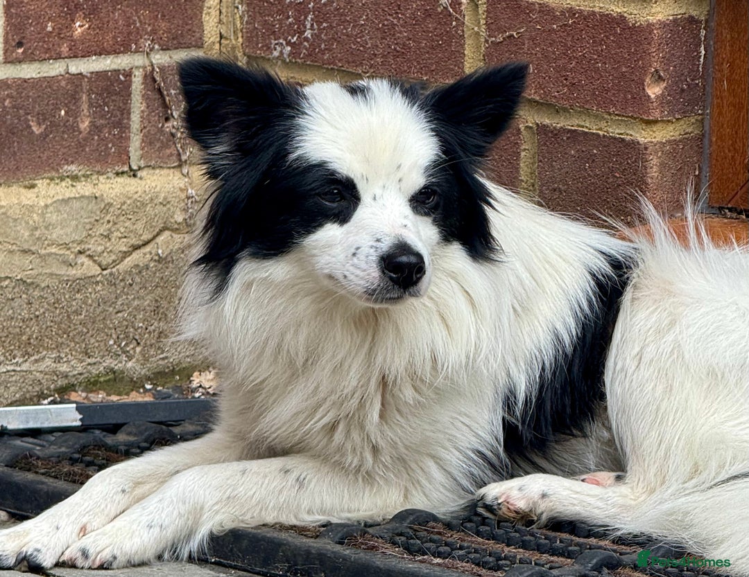 Chihuahua dogs for adoption: Toffy in West Malling - Image 4
