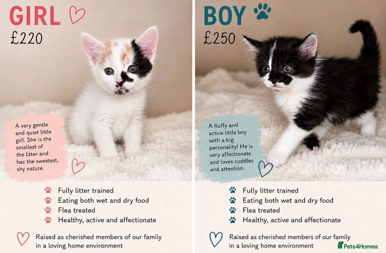 Mixed Breed cats 🐾 2 Beautiful Fluffy Kittens Still Available  - Advert 1