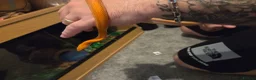 Corn Snake reptiles for sale: Corn snake with full set up - Advert 3