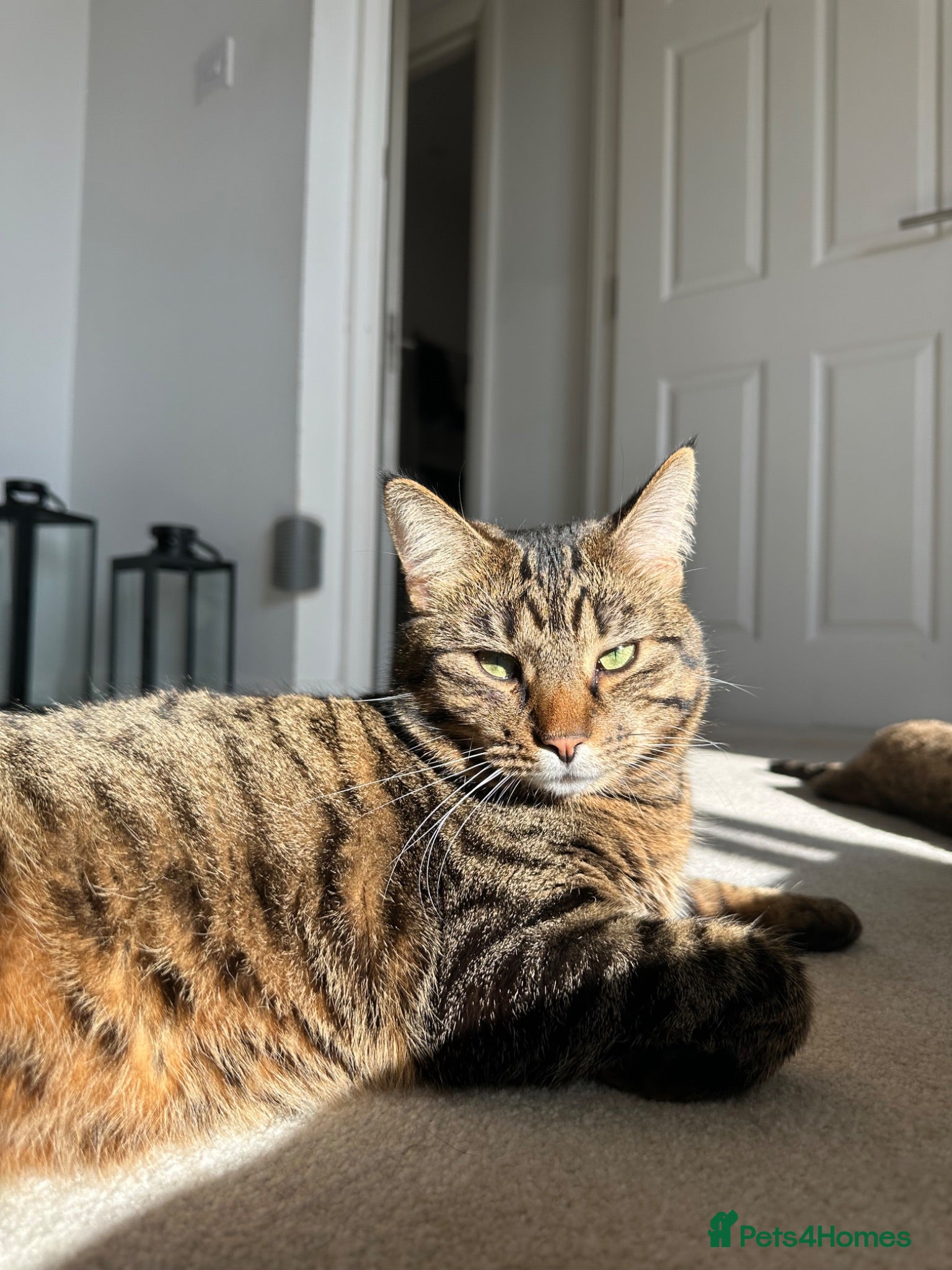 Mixed Breed cats Tabby - Female - Advert 1
