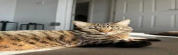 Mixed Breed cats for sale: Tabby - Female - Advert 1