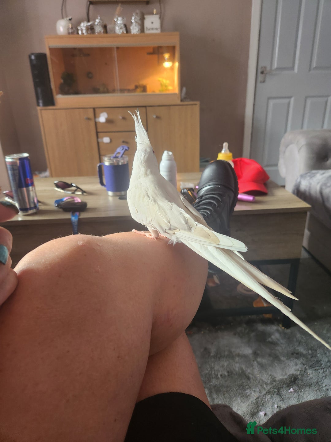 Cockatiels birds for sale: 2 cockatiels for sale - Image 6