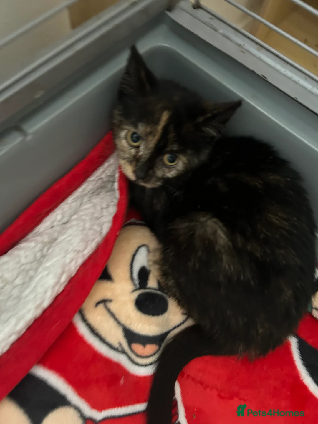 Mixed Breed cats for sale: Beautiful female kitten - Advert 2