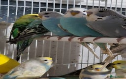 Budgerigars birds for sale: Budgies for sale Birmingham  - Image 4