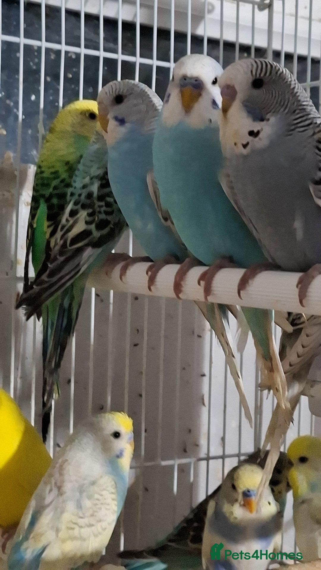 Budgerigars birds for sale: Budgies for sale Birmingham  - Image 4