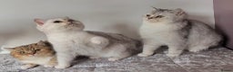 British Shorthair cats for sale: Amazing Quality Pedigree British Shorthair Kittens - Advert 26