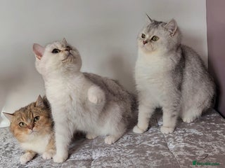 British Shorthair cats Amazing Quality Pedigree British Shorthair Kittens - Advert 16