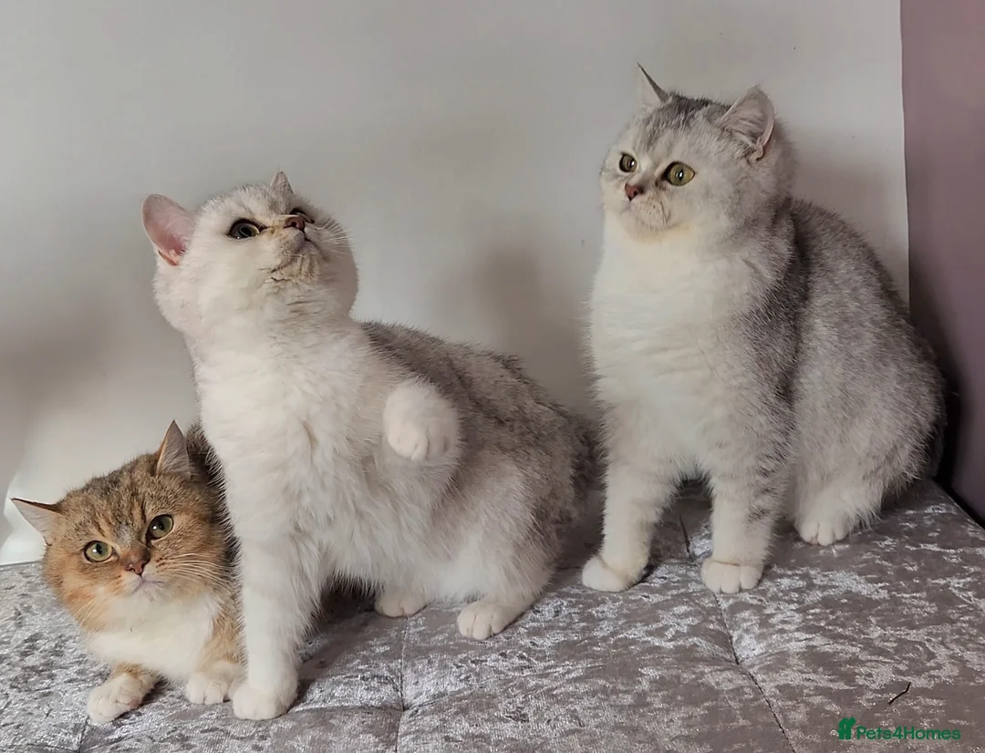 British Shorthair cats for sale: Amazing Quality Pedigree British Shorthair Kittens - Advert 1