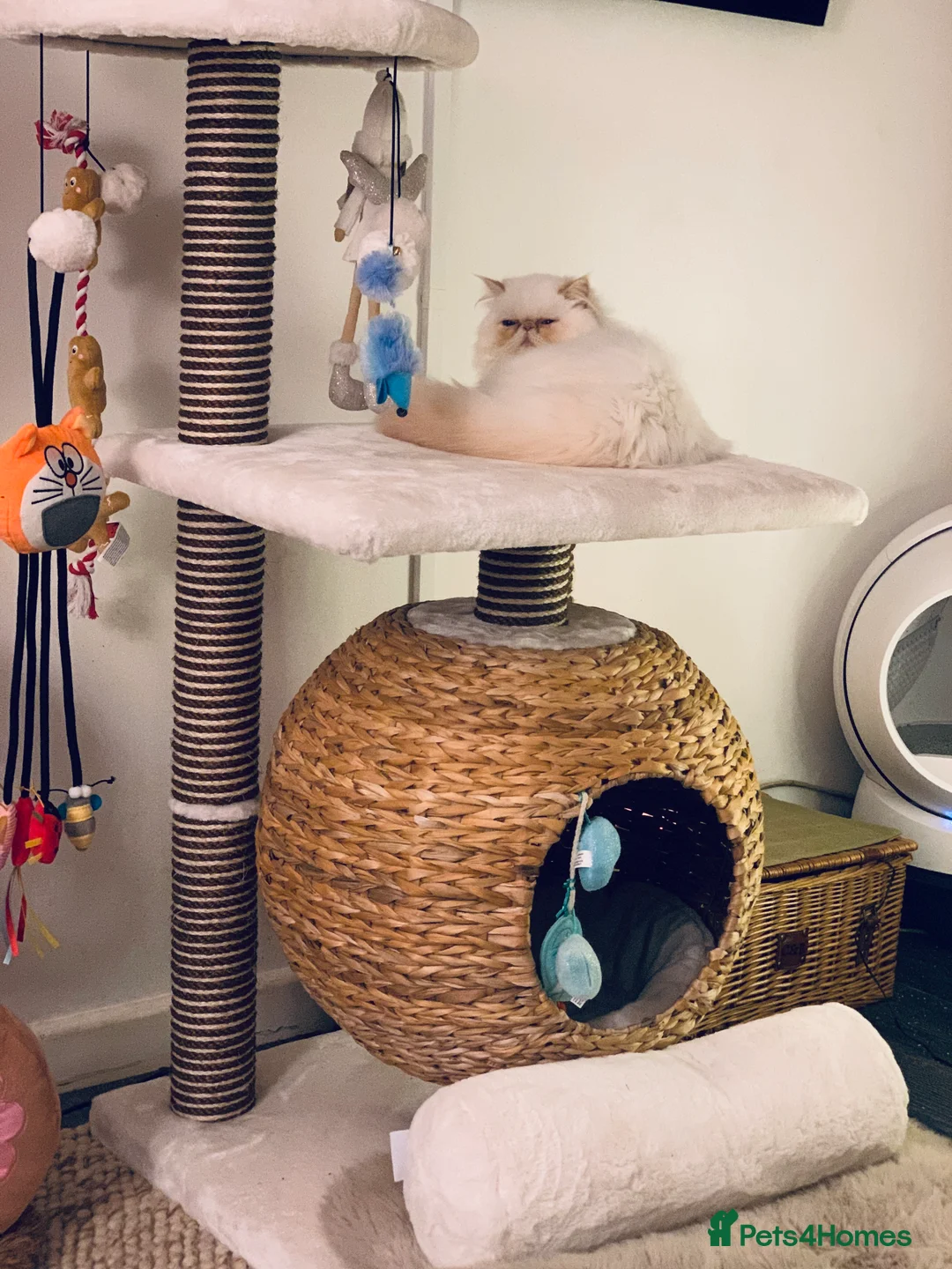 Persian cats for sale: Persian long and thick hair 5mo boy  - Advert 12