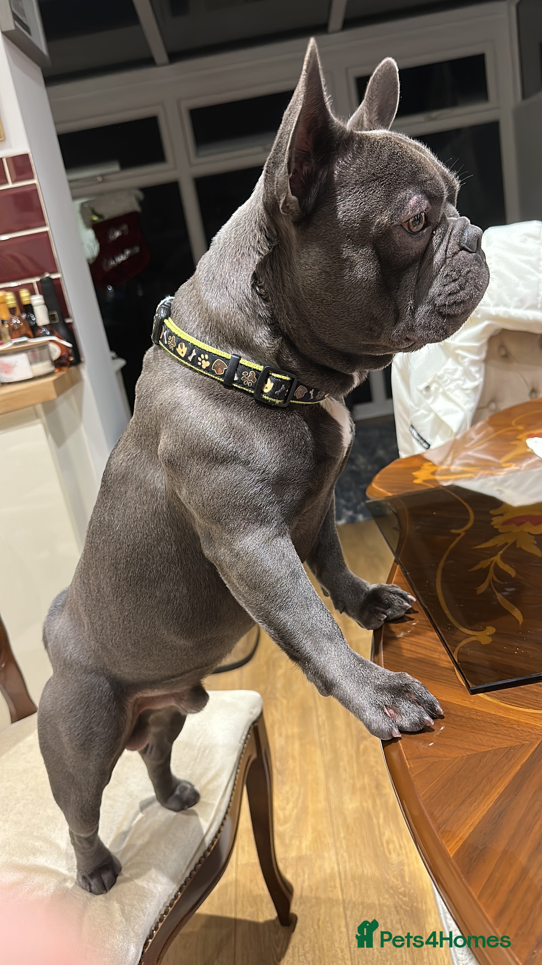 French Bulldog dogs Blue&Tan French Bulldog ready for stud £500 in Northampton - Advert 1