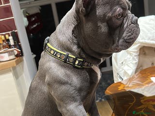 French Bulldog dogs Blue&Tan French Bulldog ready for stud £500 in Northampton - Advert 16