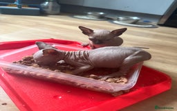 Sphynx cats for sale: Amazing kitten looking for family ❤️❤️❤️ - Image 16