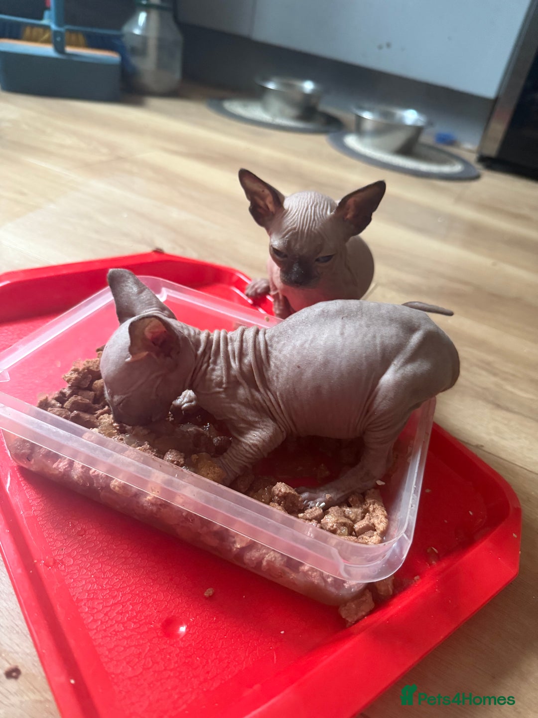 Sphynx cats for sale: Amazing kitten looking for family ❤️❤️❤️ - Image 16