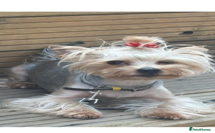 Yorkshire Terrier dogs Yorkshire Terrier Puppies for sale - Advert 2