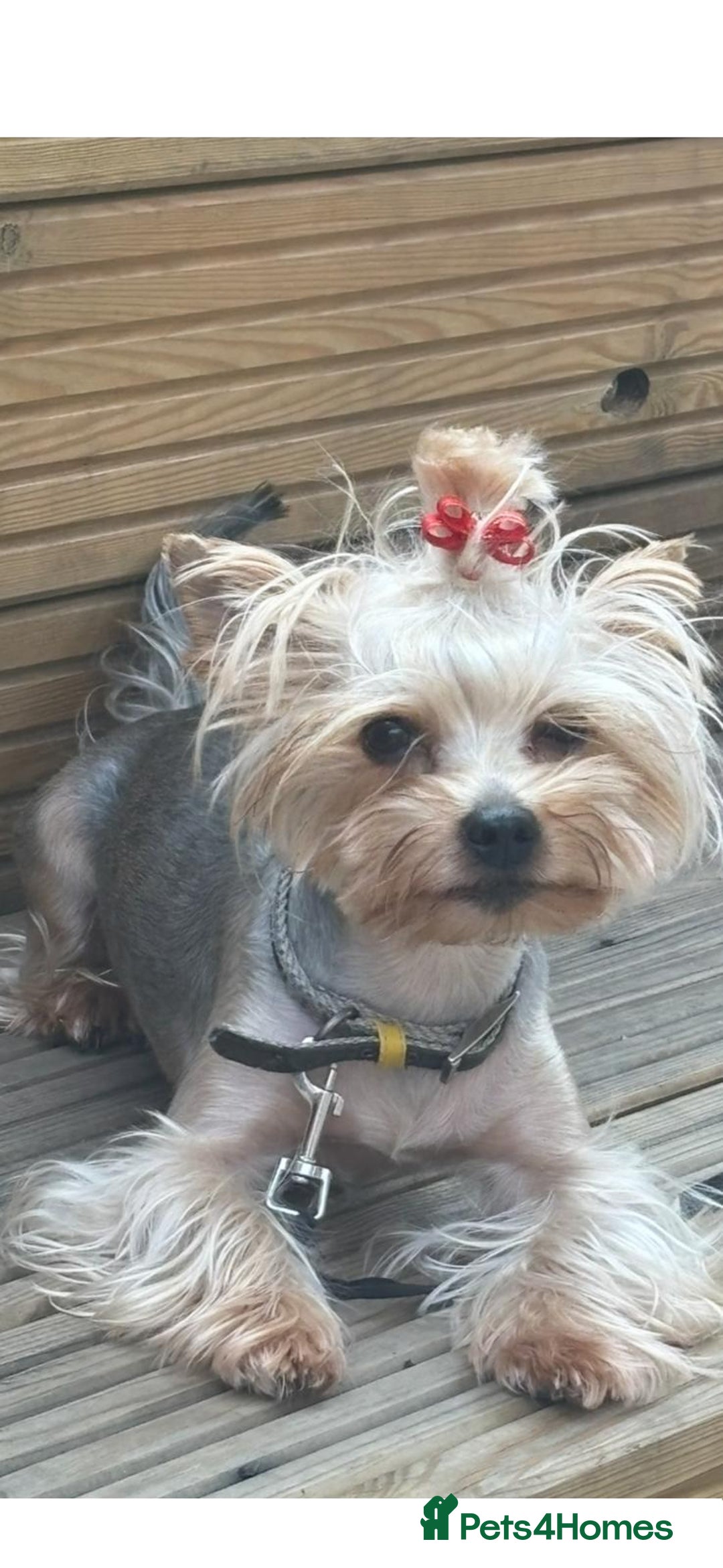 Yorkshire Terrier dogs for sale: Yorkshire Terrier Puppies for sale - Advert 1