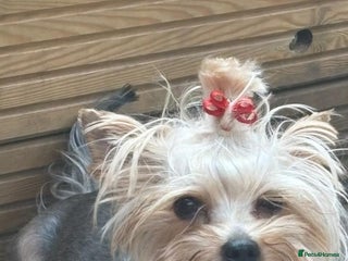 Yorkshire Terrier dogs for sale: Yorkshire Terrier Puppies for sale - Advert 1