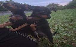 Miniature Pinscher dogs for sale: Miniture Pinscher/Prague Ratter  - Image 6