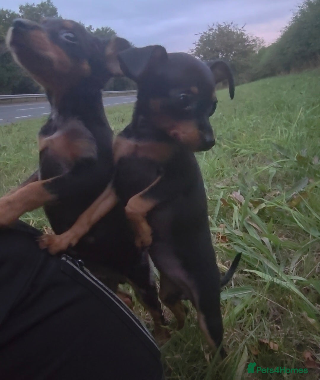 Miniature Pinscher dogs for sale: Miniture Pinscher/Prague Ratter  - Image 6