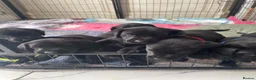 Labrador Retriever dogs for sale: labrador puppies - Advert 6