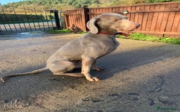 Weimaraner dogs for stud: Weimaranaer in Shrewsbury - Image 3