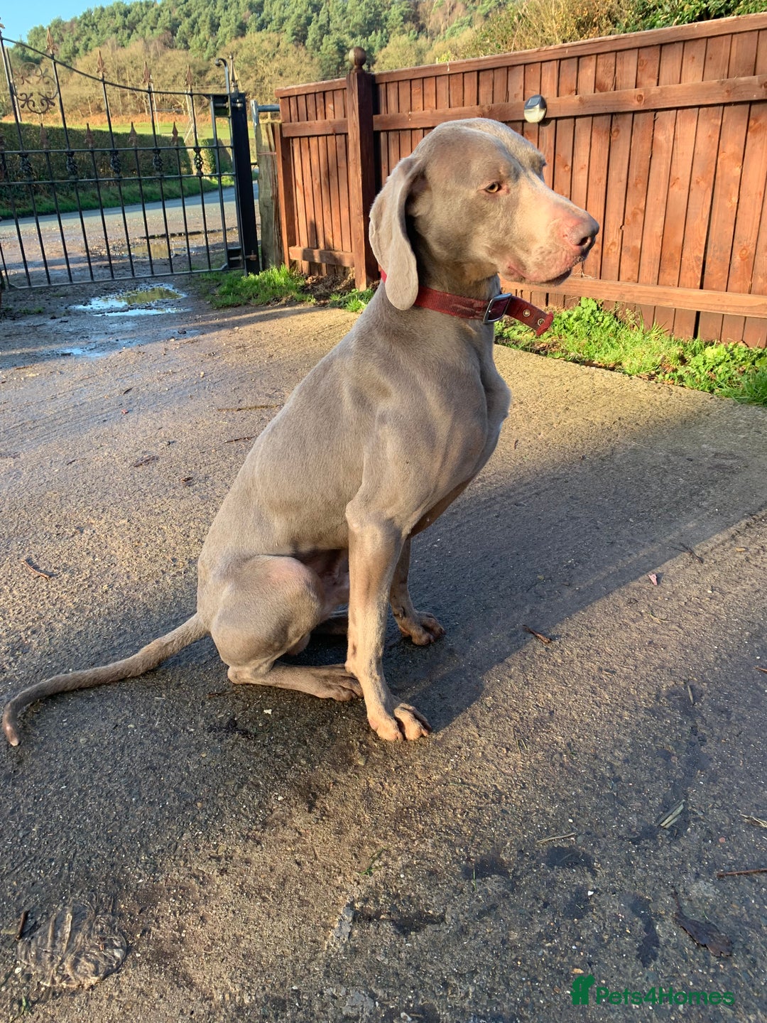 Weimaraner dogs for stud: Weimaranaer in Shrewsbury - Image 3