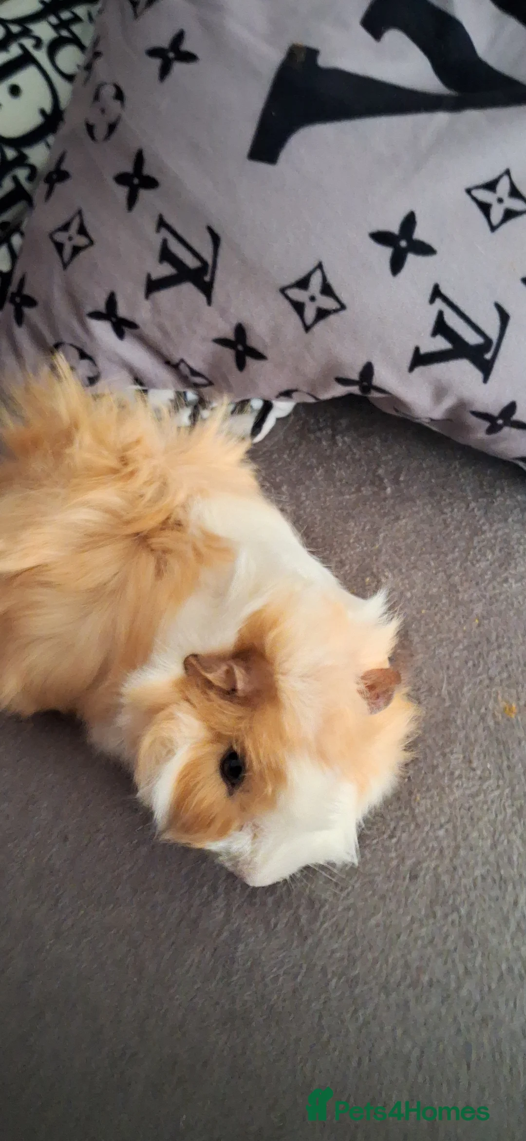 Guinea Pig rodents for sale: Baby boy guinea pigs - Advert 7