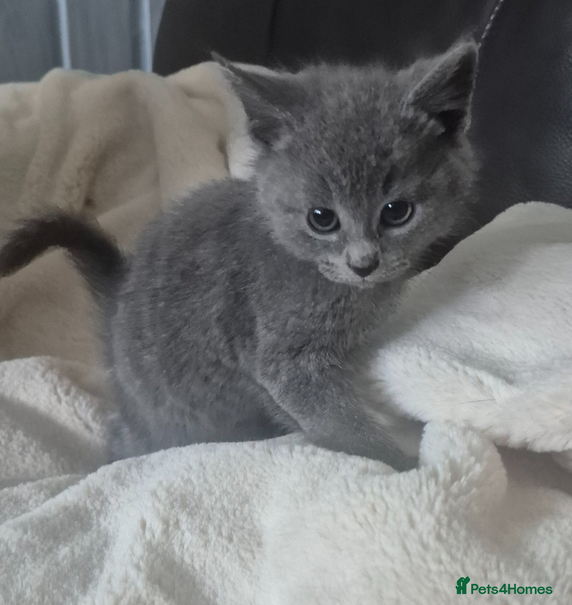 Mixed Breed cats for sale: Four gorgeous grey kittens - Advert 9