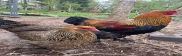 Mixed Breed livestock for sale: Orpington,Brahma,Wyandotte,Polish,Barnevelder Eggs - Advert 5