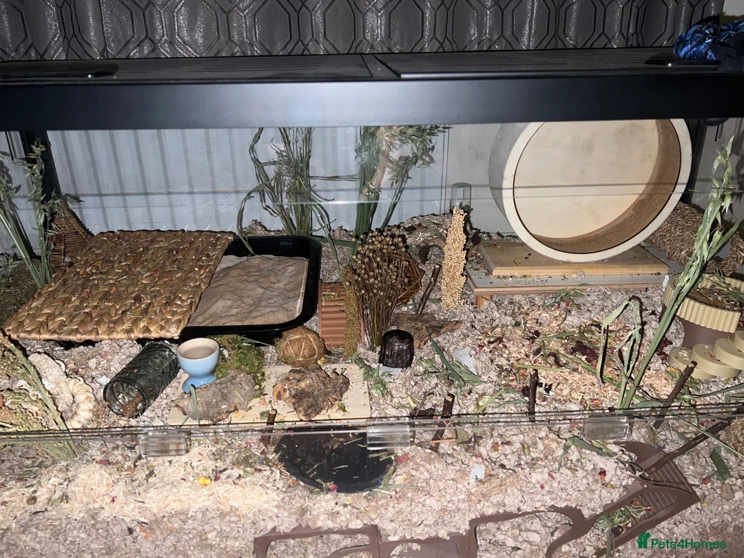 Hamster rodents for sale: 7-8 month old roborovski boy hamster for sale - Advert 2